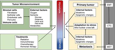 Bioenergetic and Metabolic Adaptation in Tumor Progression and Metastasis